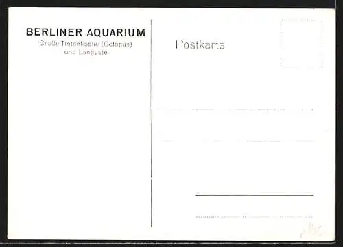 AK Berliner Aquarium, Grosse Tintenfische und Languste