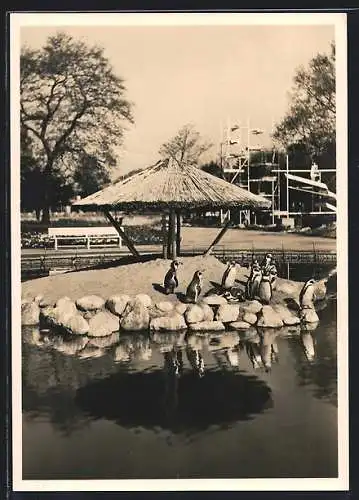 AK Hamburg, Internationale Gartenbau-Ausstellung 1953, Pinguinteich m. Paolozzibrunnen