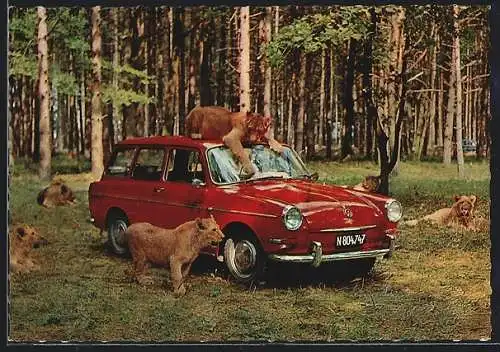 AK Gänserndorf /Niederösterreich, VW-Auto im Auto-Safari Austria, Löwen auf dem PKW