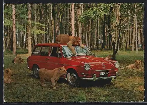 AK Gänserndorf, Roter VW 1600 Variant Typ 3 im Wald, umringt von Löwen, Auto-Safari Austria