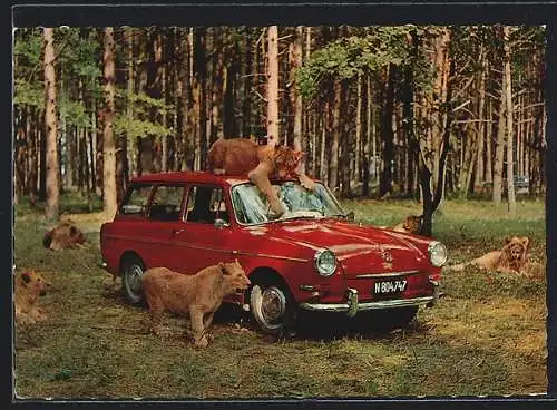 AK Gänserndorf, Roter VW 1600 Variant Typ 3 im Wald, umringt von Löwen, Auto-Safari Austria