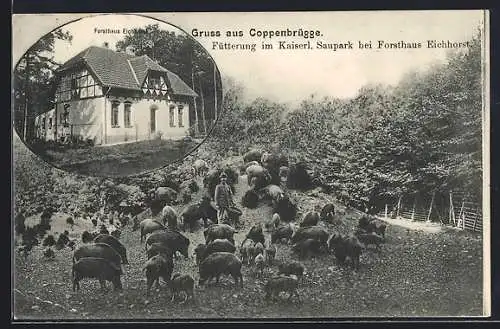 AK Coppenbrügge, Forsthaus Eichhorst, Fütterung im Kaiserl. Saupark