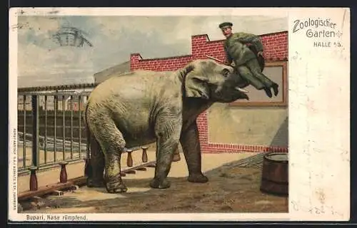 Lithographie Halle a. S., Bupari, Nasi rümpfend, Elefant nimmt Pfleger auf den Rüssel