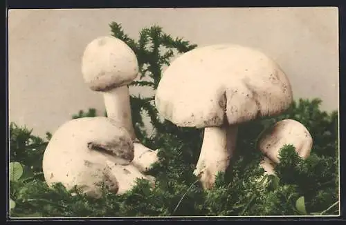 AK Champignon, Makroaufnahme im natürlichen Habitat