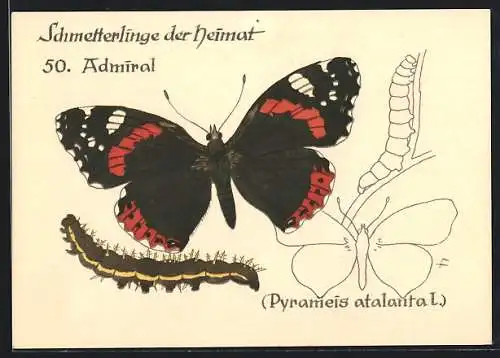 AK Admiral-Schmetterling, Pyrameis atalanta L., Schmetterlinge der Heimat