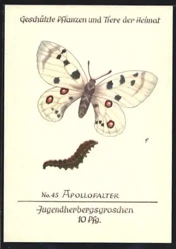 AK Apollofalter als Raupe und als Schmetterling