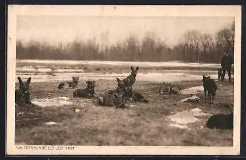 Foto-AK Sanitätshunde bei der Rast