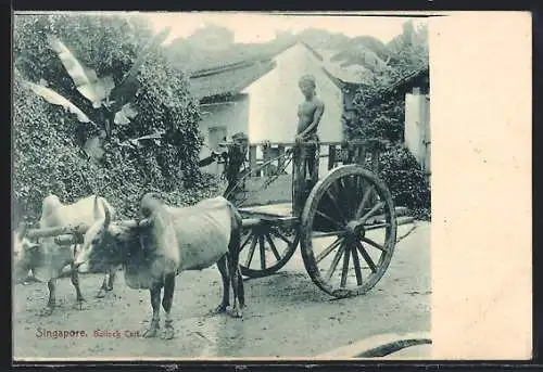 AK Singapore, Bullock Cart, Ochsenkarren