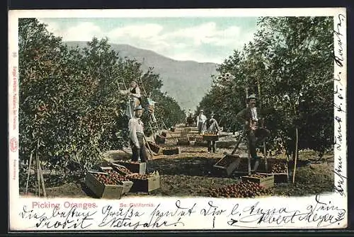 AK South California, Picking Oranges, Obsternte