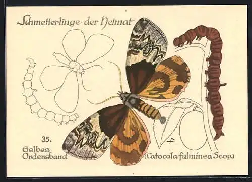 AK Gelbes Ordensband, Catocalafulminea Scop., Schmetterlinge der Heimat