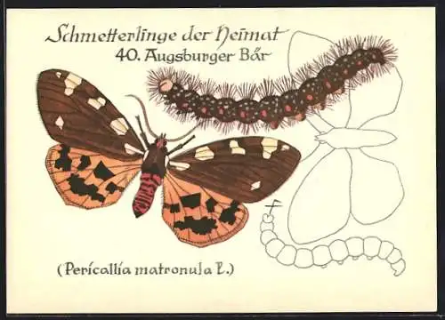 AK Schmetterling der Art Augsburger Bär mit Raupenform