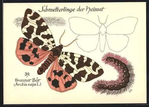 AK Schmetterling der Art Brauner Bär mit Raupenform