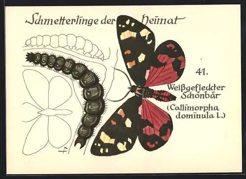 AK Schmetterling der Art Weissgefleckter Schönbär mit Raupenform