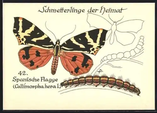 AK Schmetterling der Art Spanische Flagge mit Raupenform