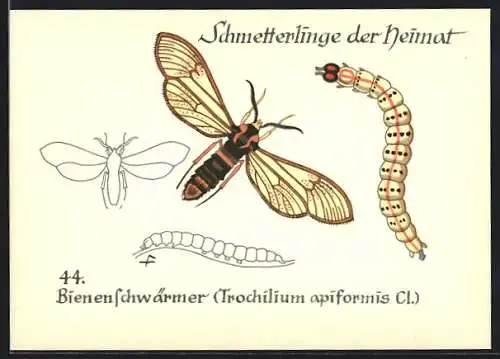 AK Schmetterling der Art Bienenschwärmer mit Raupenform