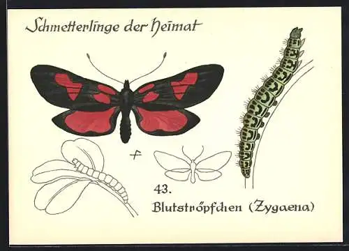 AK Schmetterling der Art Blutströpfchen mir Raupenform