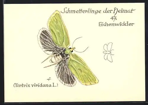 AK Schmetterling der Art Eichenwickler