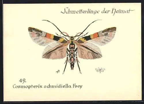 AK Cosmopterix schmidiella Frey, Schmetterlinge der Heimat