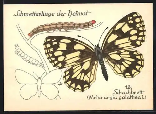 AK Schachbrett, Melanargia galathea L., Schmetterlinge der Heimat