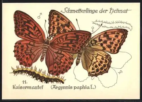 AK Schmetterling der Art Kaisermantel mit Raupenform