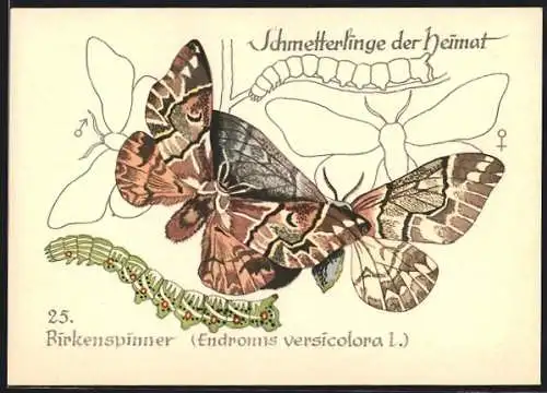 AK Schmetterling der Art Birkenspinner mit Raupenform