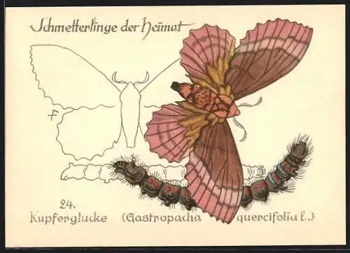 AK Schmetterling Kupferglucke sowie dessen Raupe