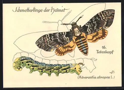 AK Totenkopf, Acherontia atropos L., Schmetterlinge der Heimat