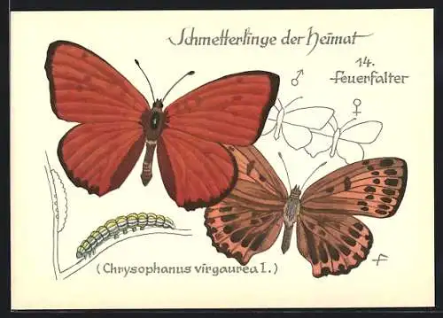 AK Schmetterling der Art Feuerfalter mit Raupenform