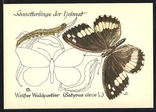 AK Schmetterling der Art Weisser Waldportier mit Raupenform