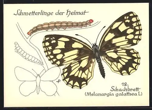 AK Schachbrett, Melanargia galathea L., Schmetterlinge der Heimat