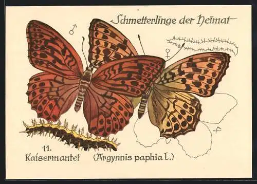 AK Schmetterling der Art Kaisermantel mit Raupenform