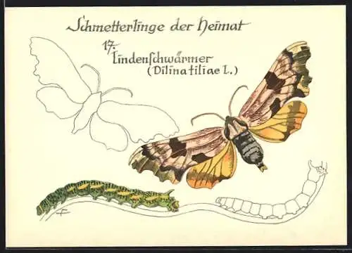 Künstler-AK Schmetterlinge der Heimat, Lindenschwärmer