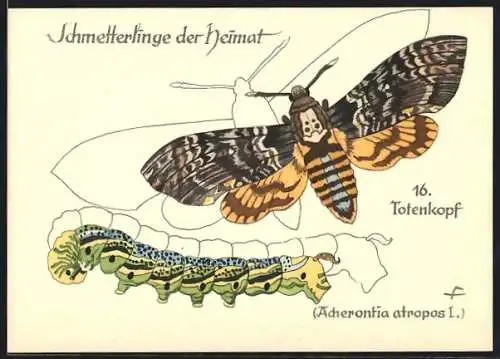 AK Totenkopf, Acherontia atropos L., Schmetterlinge der Heimat