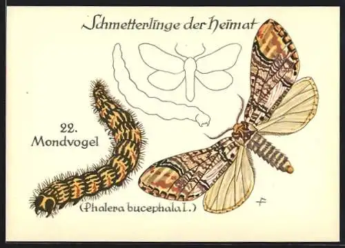 AK Schmetterlinge der Heimat, Mondvogel