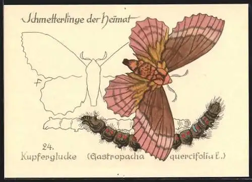 AK Schmetterling Kupferglucke sowie dessen Raupe