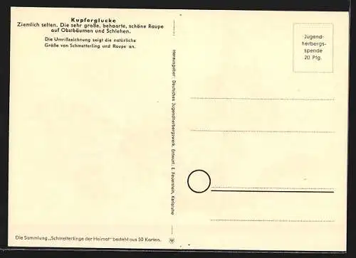 AK Schmetterling Kupferglucke sowie dessen Raupe