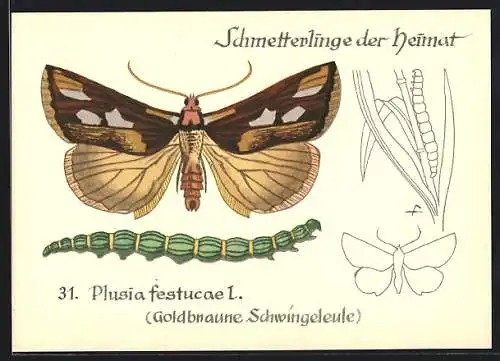 AK Schmetterling der Art Goldbraune Schwingeleule mit Raupenform