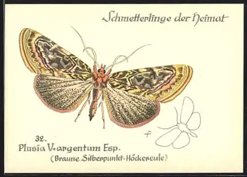 AK Schmetterlinge der Heimat, Braune Silberpunkt-Höckereule, Plusia V-argentum Esp.