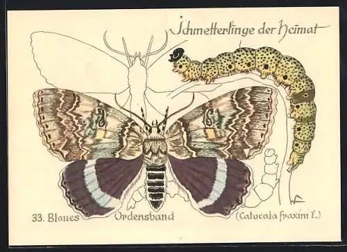 AK Schmetterling der Art Blaues Ordenband mit Raupenform