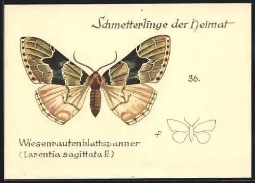 AK Schmetterling der Art Wiesenrautenblattspanner