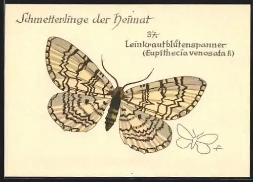 AK Schmetterling der Art Leinkrautblütenspanner