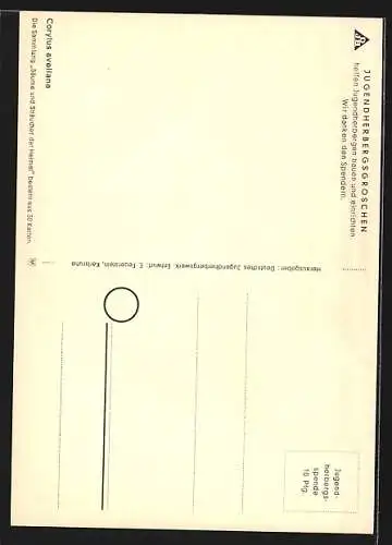 Künstler-AK Haselnuss, Corylus avellana, mit Eichhörnchen und Bogenschütze