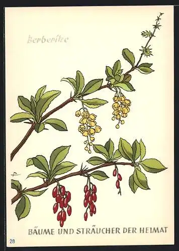 Künstler-AK Zweige der Berberitze, Berberis vulgaris, Bäume und Sträucher der Heimat