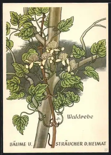 Künstler-AK Blühende Waldrebe, Clematis vitalba, Bäume und Sträucher der Heimat