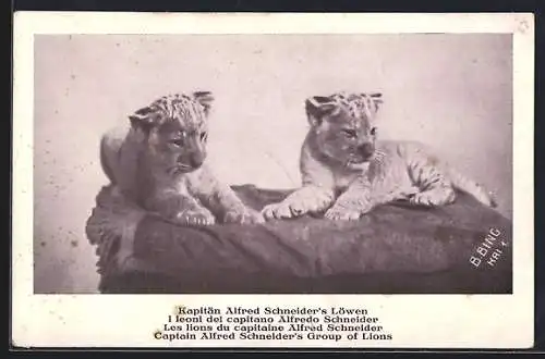 AK Kapitäm Alfred Schneider`s Löwen