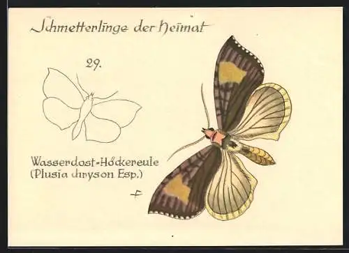 AK Wasserdost-Höckereule, Plusia chryson Esp., Schmetterlinge der Heimat