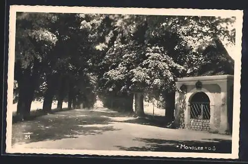 AK Mondsee /O. Ö., Strassenpartie mit Linden