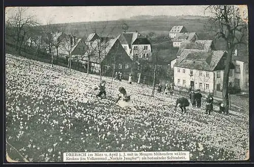 AK Drebach, Kinder auf der Krokuswiese im Frühling