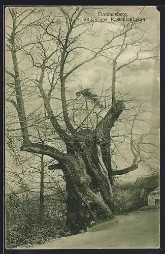 AK Donnersberg / Königsstuhl, 500-jähriger Kastanienbaum