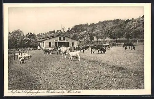 AK Wien, Pötzleinsdorf, Kuhweide des Hotels Schafberg-Alpe